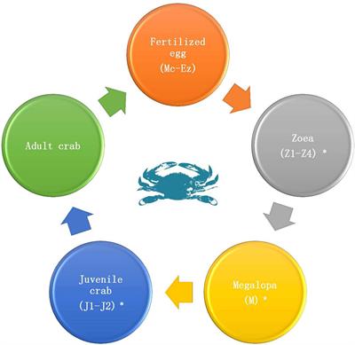 Discovery of Sex-Determining Genes in Portunus trituberculatus: A Comparison of Male and Female Transcriptomes During Early Developmental Stages